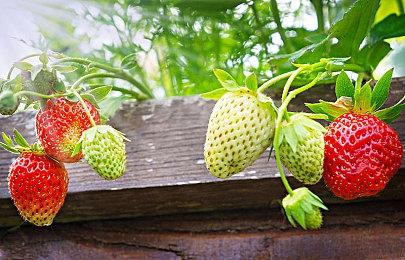 嚼嚼者集合！《是我的益达》4月28日登陆《舞力全开》国行版